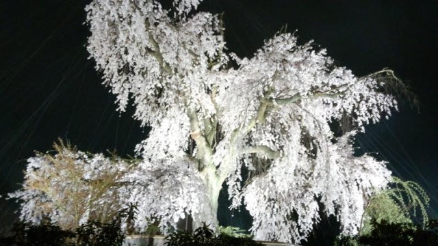 円山公園枝垂れ桜(夜)